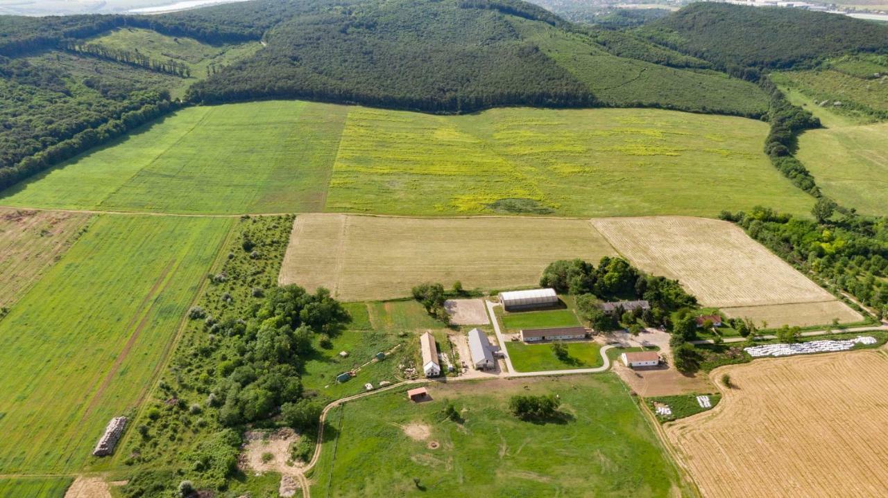 House Of The Golden Horse In Hosszureti Lovas Major Διαμέρισμα Törökbálint Εξωτερικό φωτογραφία